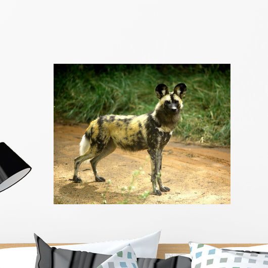 African Wild Dog Lycaon Wall Decal