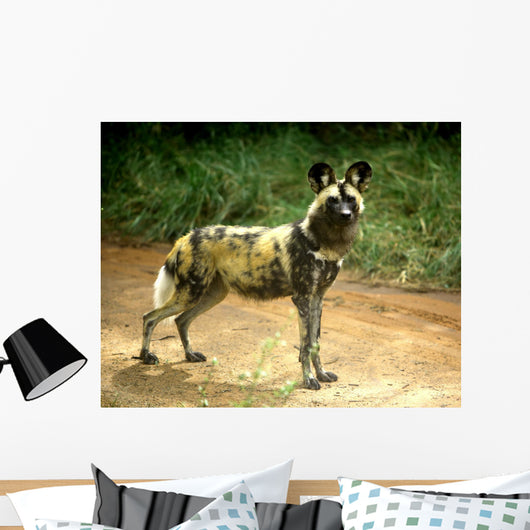 African Wild Dog Lycaon Wall Decal