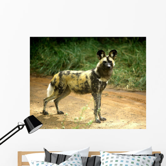 African Wild Dog Lycaon Wall Decal