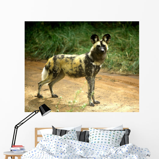 African Wild Dog Lycaon Wall Decal