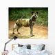 African Wild Dog Lycaon Wall Decal