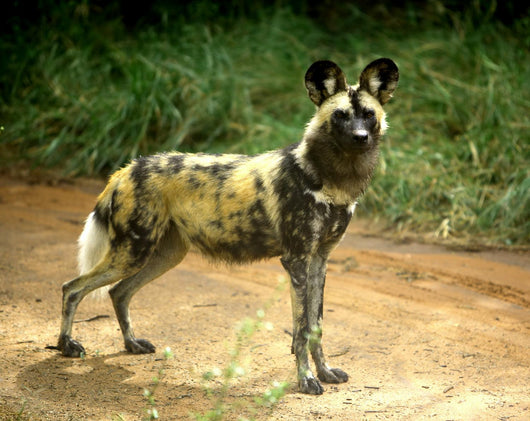 African Wild Dog Lycaon Wall Decal
