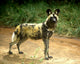 African Wild Dog Lycaon Wall Decal