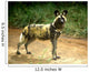 African Wild Dog Lycaon Wall Decal
