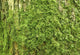 Oak Bark with Green Wall Decal