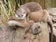 Cuddles Wall Decal