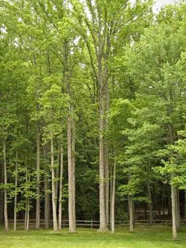 Fence and Forest Wall Decal