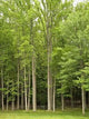 Fence and Forest Wall Decal