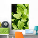 Lemon Balm Wall Decal