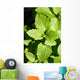 Lemon Balm Wall Decal