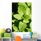 Lemon Balm Wall Decal