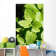 Lemon Balm Wall Decal