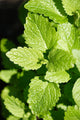 Lemon Balm Wall Decal