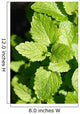 Lemon Balm Wall Decal