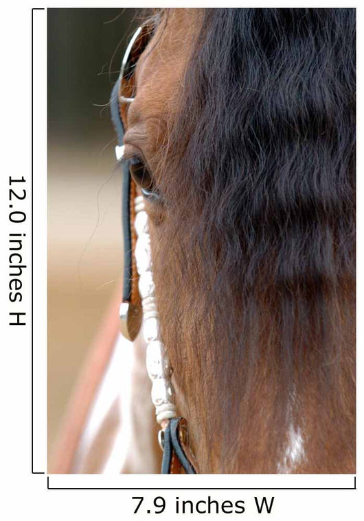Horse Portrait Wall Decal