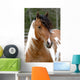 Cheval Pie Wall Decal