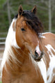 Cheval Pie Wall Decal