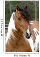 Cheval Pie Wall Decal