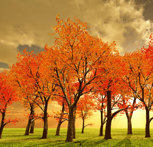 Beautiful Autumn Wall Decal