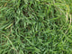 Grass Wall Decal