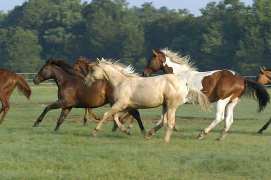 Galloping Horses Wall Decal