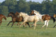 Galloping Horses Wall Decal