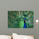 Beautiful Male Indian Peacock Wall Decal