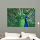 Beautiful Male Indian Peacock Wall Decal