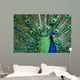 Beautiful Male Indian Peacock Wall Decal