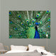 Beautiful Male Indian Peacock Wall Decal