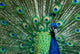 Beautiful Male Indian Peacock Wall Decal