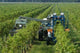 Harvest Automated Friuli Wall Decal