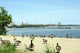 Canada Geese Toronto Beach Wall Decal