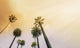 Los Angeles West Coast Wall Decal