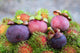 Mangosteen Rambutans Garden Wall Decal