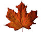 Fall Maple Leaf Wall Decal