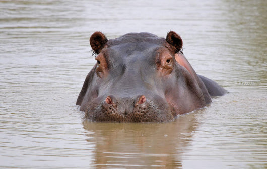 hippo Wall Mural