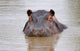 hippo Wall Mural