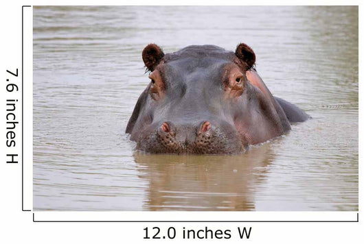 hippo Wall Mural