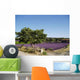 Lavender field Wall Mural