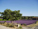 Lavender field Wall Mural