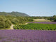Lavender Fields and Vineyards Wall Decal