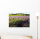 Lavender field Wall Mural
