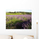 Lavender field Wall Mural