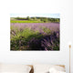 Lavender field Wall Mural