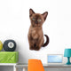 Burmese Kitten White Wall Decal
