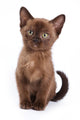 Burmese Kitten White Wall Decal