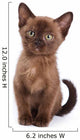 Burmese Kitten White Wall Decal