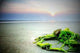 Mussels and Algae Wall Decal