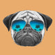 Hand Drawn Portrait Pug Wall Decal